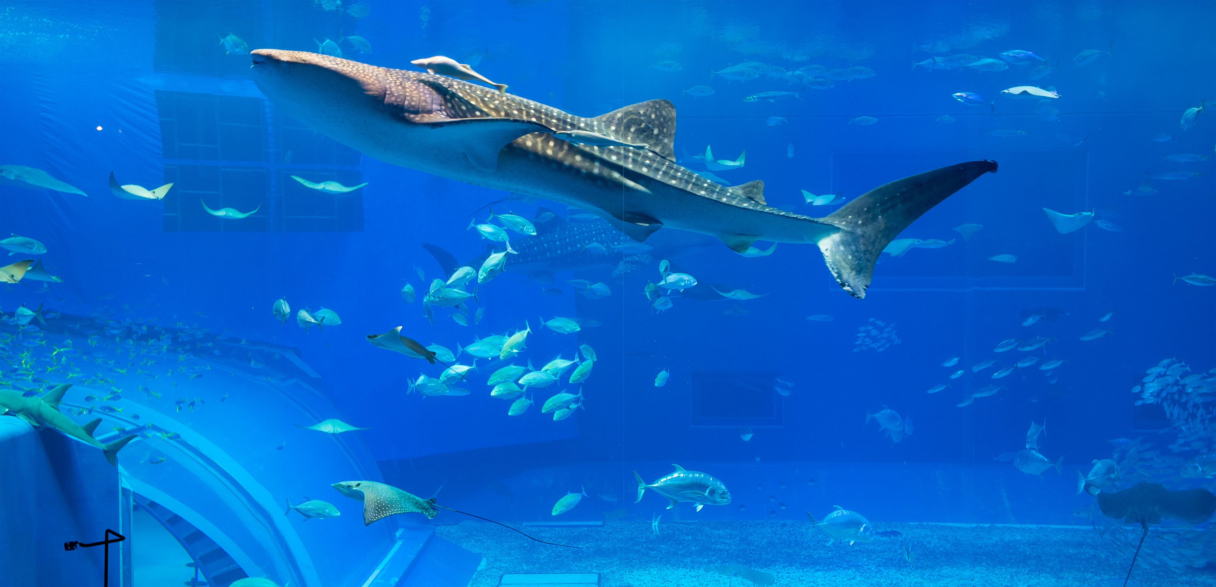 National Marine Life Center